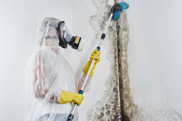 Best Localized Mold Remediation (e.g., coastal areas, humid climates) in Claude, TX