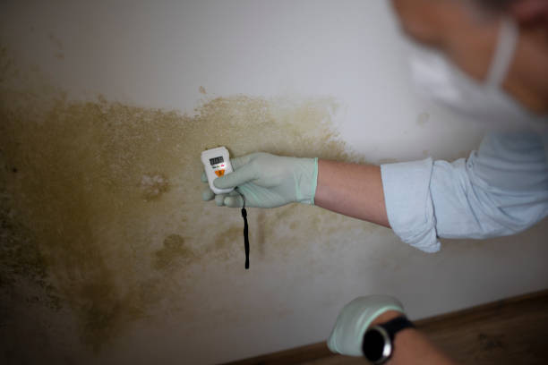 Best Mold Remediation for Schools in Claude, TX