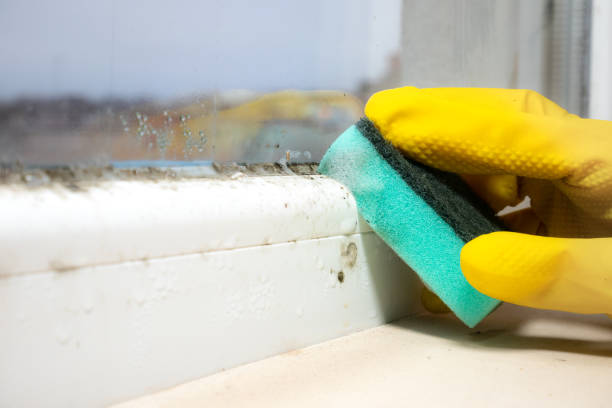 Best Attic Mold Remediation in Claude, TX