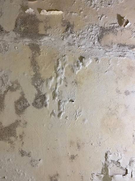 Best Health and Safety Mold Remediation in Claude, TX
