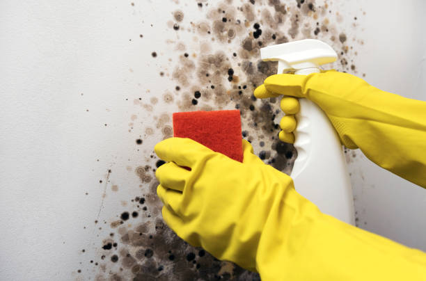 Best Commercial Mold Remediation in Claude, TX