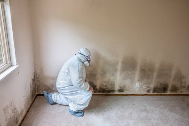 Best Mold Remediation for Specific Building Types in Claude, TX