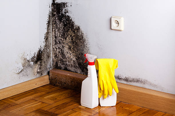 Best Residential Mold Remediation in Claude, TX