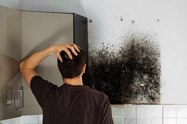Best Insurance-Related Mold Remediation in Claude, TX